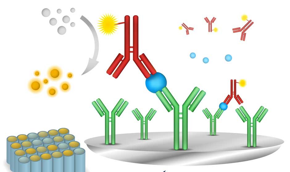7 Ways to Diagnose Problems with Your ELISA Results