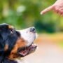 The-Role-of-Professional-Trainers-in-Train-and-Board-Dog-Programs