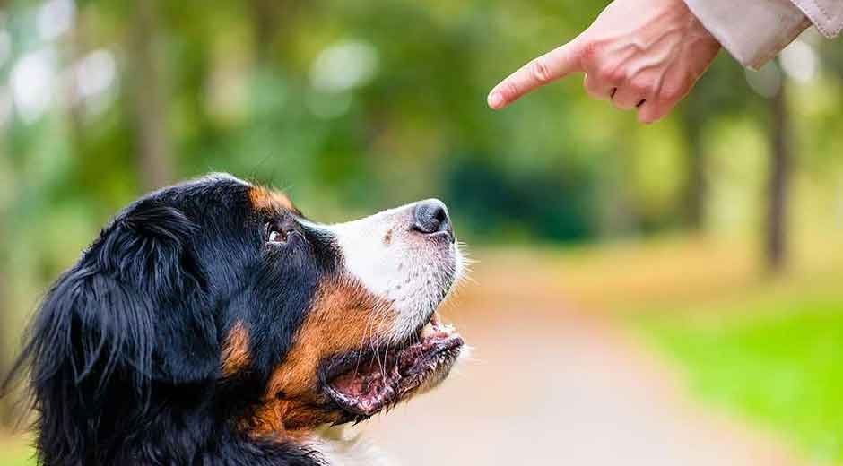 The-Role-of-Professional-Trainers-in-Train-and-Board-Dog-Programs