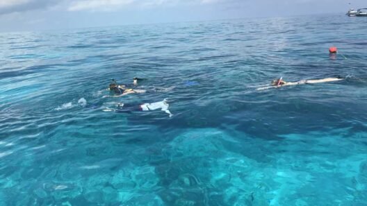 Discover the Ocean's Magic
