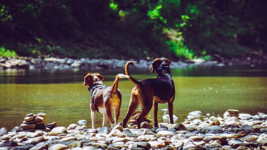 If you want your dog to live a long and healthy life, and you want to ensure that it does not become the victim of diseases such as obesity and weak muscles, and joints, you will have to make your puppy or dog exercise. You also need to make sure that your dog is getting the right kind of exercise, which is tailored for it, and is also actually benefiting it. Customized Training for Your Dog Age-wise, puppies can exercise more but can only do so in short bursts, and they cannot work out for long periods. Senior dogs, on the other hand, cannot do strenuous exercises and can only work out in small amounts. Puppies who are three to six months old have 16,221 Bark Points of daily activity, while adult dogs of 3 years old have just 8,163 Bark Points, which is almost half that of the pups. Smaller dogs should not even engage in workouts that are intense, such as hiking and jogging, as such activities can interfere with their growth. Breed is also very important because some dogs are naturally active and love to play and run around, while others like to spend their time lounging and relaxing and some dogs even start to have breathing problems if they are exerted too much, and can also experience exhaustion because of the heat. There are also some health conditions, such as arthritis, obesity, and heart and respiratory diseases, that your dog may have, which come in the way of how much they can exercise. Therefore, you should only make your dog exercise as much as their bodies allow and not make them put in so much effort that they fall sick or injure themselves. Remember that dogs are also individuals who need attention that is specific to them only. Different Ways to Exercise Your Dog There are many ways in which you can make your dog exercise, such as going for walks, swimming, trekking, and playing ball, and usually, walking is part of a dog’s everyday routine, as they should be going for brisk walks once or twice every day. It helps them burn off any excess energy that they have and is also great for their mental health. Swimming is also another great exercise as it is good for their joints, and because dogs love water. You can also take your dog trekking, but make sure that the path is walkable for your dog and that it is not too steep. You can also play with your dogs, like you can teach them how to retrieve something that you throw or have a tug-of-war, which is why you should purchase dog-friendly toys. Pet stores in Encinitas, have toys that your dogs can play with and are also safe and do not have choking hazards. Mix It Up You can start training your dog by starting with short sessions so that the dog can get used to the fatigue and learn endurance. You should keep the sessions short, for 15-20 minutes, and then slowly increase the time for exercise. You should also experiment with your dog on what activity it likes. Some dogs like to play fetch, while others like to go for runs or play with balls or go exploring in new environments. You should make your dog exercise by making them do the activity they like best. You can also engage them mentally by playing games that will bring out their problem-solving skills, as such skills will complement their physical skills and help them participate in the activities better. Moreover, you should allow your dog to rest and not overexert them as they need their time to recover. Conclusion Your dog does need daily exercise, but the routine is specific to it. Just like humans, everything does not suit dogs, too. You will have to research and experiment with what suits your dog best. You can think of different types of exercises and different times, while also keeping the breed and age of your dog to create the perfect routine for them.
