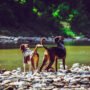 If you want your dog to live a long and healthy life, and you want to ensure that it does not become the victim of diseases such as obesity and weak muscles, and joints, you will have to make your puppy or dog exercise. You also need to make sure that your dog is getting the right kind of exercise, which is tailored for it, and is also actually benefiting it. Customized Training for Your Dog Age-wise, puppies can exercise more but can only do so in short bursts, and they cannot work out for long periods. Senior dogs, on the other hand, cannot do strenuous exercises and can only work out in small amounts. Puppies who are three to six months old have 16,221 Bark Points of daily activity, while adult dogs of 3 years old have just 8,163 Bark Points, which is almost half that of the pups. Smaller dogs should not even engage in workouts that are intense, such as hiking and jogging, as such activities can interfere with their growth. Breed is also very important because some dogs are naturally active and love to play and run around, while others like to spend their time lounging and relaxing and some dogs even start to have breathing problems if they are exerted too much, and can also experience exhaustion because of the heat. There are also some health conditions, such as arthritis, obesity, and heart and respiratory diseases, that your dog may have, which come in the way of how much they can exercise. Therefore, you should only make your dog exercise as much as their bodies allow and not make them put in so much effort that they fall sick or injure themselves. Remember that dogs are also individuals who need attention that is specific to them only. Different Ways to Exercise Your Dog There are many ways in which you can make your dog exercise, such as going for walks, swimming, trekking, and playing ball, and usually, walking is part of a dog’s everyday routine, as they should be going for brisk walks once or twice every day. It helps them burn off any excess energy that they have and is also great for their mental health. Swimming is also another great exercise as it is good for their joints, and because dogs love water. You can also take your dog trekking, but make sure that the path is walkable for your dog and that it is not too steep. You can also play with your dogs, like you can teach them how to retrieve something that you throw or have a tug-of-war, which is why you should purchase dog-friendly toys. Pet stores in Encinitas, have toys that your dogs can play with and are also safe and do not have choking hazards. Mix It Up You can start training your dog by starting with short sessions so that the dog can get used to the fatigue and learn endurance. You should keep the sessions short, for 15-20 minutes, and then slowly increase the time for exercise. You should also experiment with your dog on what activity it likes. Some dogs like to play fetch, while others like to go for runs or play with balls or go exploring in new environments. You should make your dog exercise by making them do the activity they like best. You can also engage them mentally by playing games that will bring out their problem-solving skills, as such skills will complement their physical skills and help them participate in the activities better. Moreover, you should allow your dog to rest and not overexert them as they need their time to recover. Conclusion Your dog does need daily exercise, but the routine is specific to it. Just like humans, everything does not suit dogs, too. You will have to research and experiment with what suits your dog best. You can think of different types of exercises and different times, while also keeping the breed and age of your dog to create the perfect routine for them.