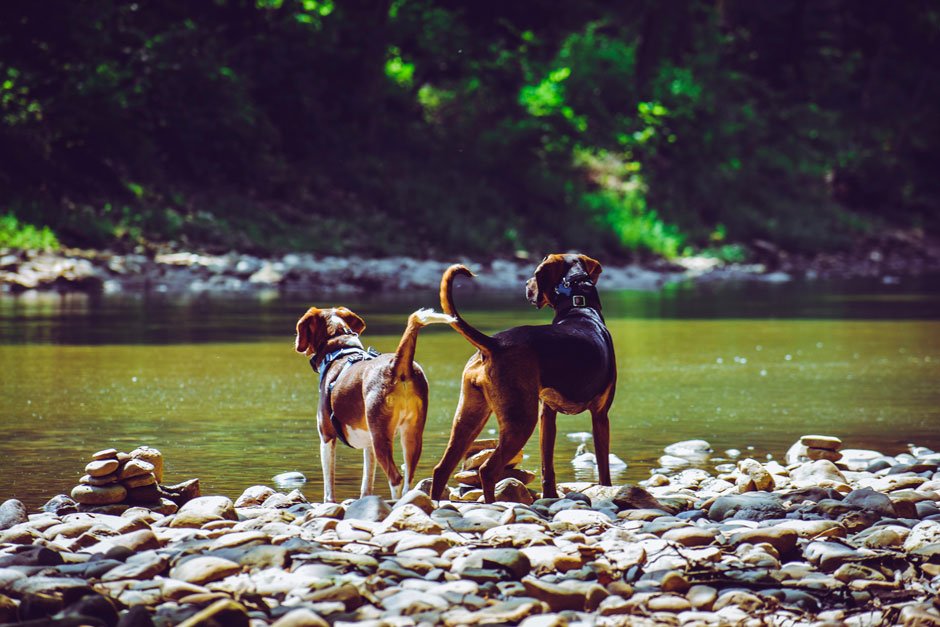 If you want your dog to live a long and healthy life, and you want to ensure that it does not become the victim of diseases such as obesity and weak muscles, and joints, you will have to make your puppy or dog exercise. You also need to make sure that your dog is getting the right kind of exercise, which is tailored for it, and is also actually benefiting it. Customized Training for Your Dog Age-wise, puppies can exercise more but can only do so in short bursts, and they cannot work out for long periods. Senior dogs, on the other hand, cannot do strenuous exercises and can only work out in small amounts. Puppies who are three to six months old have 16,221 Bark Points of daily activity, while adult dogs of 3 years old have just 8,163 Bark Points, which is almost half that of the pups. Smaller dogs should not even engage in workouts that are intense, such as hiking and jogging, as such activities can interfere with their growth. Breed is also very important because some dogs are naturally active and love to play and run around, while others like to spend their time lounging and relaxing and some dogs even start to have breathing problems if they are exerted too much, and can also experience exhaustion because of the heat. There are also some health conditions, such as arthritis, obesity, and heart and respiratory diseases, that your dog may have, which come in the way of how much they can exercise. Therefore, you should only make your dog exercise as much as their bodies allow and not make them put in so much effort that they fall sick or injure themselves. Remember that dogs are also individuals who need attention that is specific to them only. Different Ways to Exercise Your Dog There are many ways in which you can make your dog exercise, such as going for walks, swimming, trekking, and playing ball, and usually, walking is part of a dog’s everyday routine, as they should be going for brisk walks once or twice every day. It helps them burn off any excess energy that they have and is also great for their mental health. Swimming is also another great exercise as it is good for their joints, and because dogs love water. You can also take your dog trekking, but make sure that the path is walkable for your dog and that it is not too steep. You can also play with your dogs, like you can teach them how to retrieve something that you throw or have a tug-of-war, which is why you should purchase dog-friendly toys. Pet stores in Encinitas, have toys that your dogs can play with and are also safe and do not have choking hazards. Mix It Up You can start training your dog by starting with short sessions so that the dog can get used to the fatigue and learn endurance. You should keep the sessions short, for 15-20 minutes, and then slowly increase the time for exercise. You should also experiment with your dog on what activity it likes. Some dogs like to play fetch, while others like to go for runs or play with balls or go exploring in new environments. You should make your dog exercise by making them do the activity they like best. You can also engage them mentally by playing games that will bring out their problem-solving skills, as such skills will complement their physical skills and help them participate in the activities better. Moreover, you should allow your dog to rest and not overexert them as they need their time to recover. Conclusion Your dog does need daily exercise, but the routine is specific to it. Just like humans, everything does not suit dogs, too. You will have to research and experiment with what suits your dog best. You can think of different types of exercises and different times, while also keeping the breed and age of your dog to create the perfect routine for them.