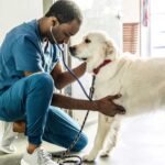 Why Your Vet Bills are High in 2025