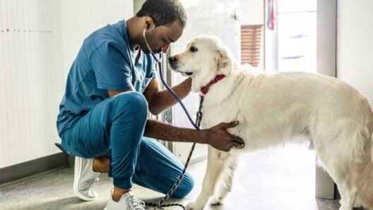 Why Your Vet Bills are High in 2025