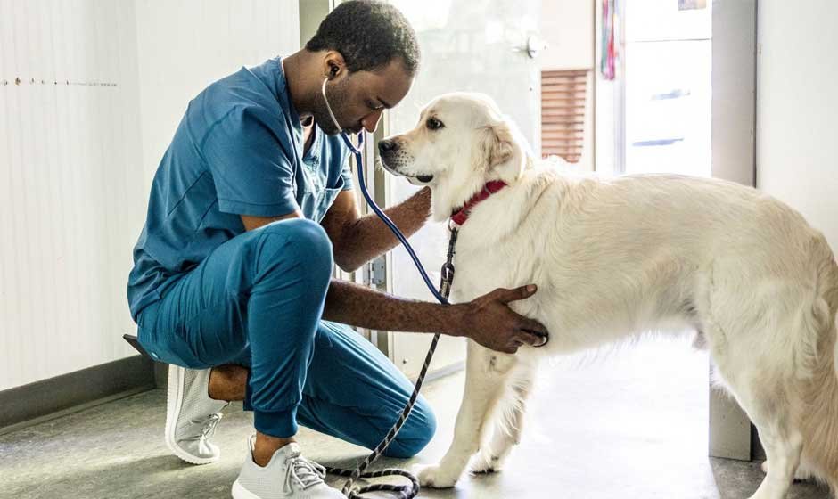 Why Your Vet Bills are High in 2025