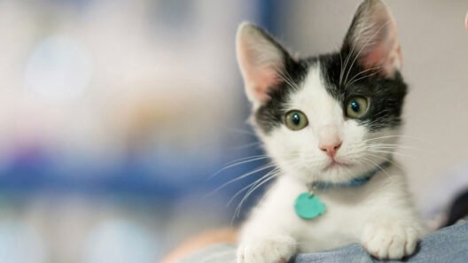 Find Kittens Ready for Pickup Near You