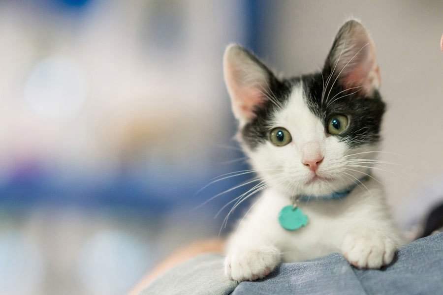 Find Kittens Ready for Pickup Near You