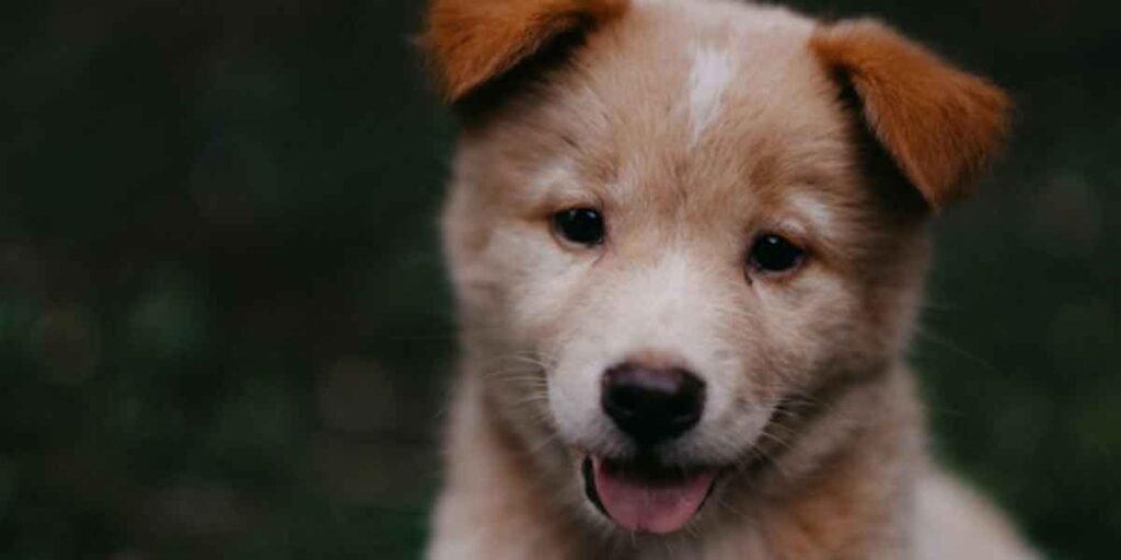 Strengthening Your Bond Through Healthy Pet Routines