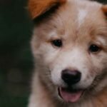 Strengthening Your Bond Through Healthy Pet Routines