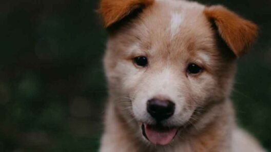 Strengthening Your Bond Through Healthy Pet Routines